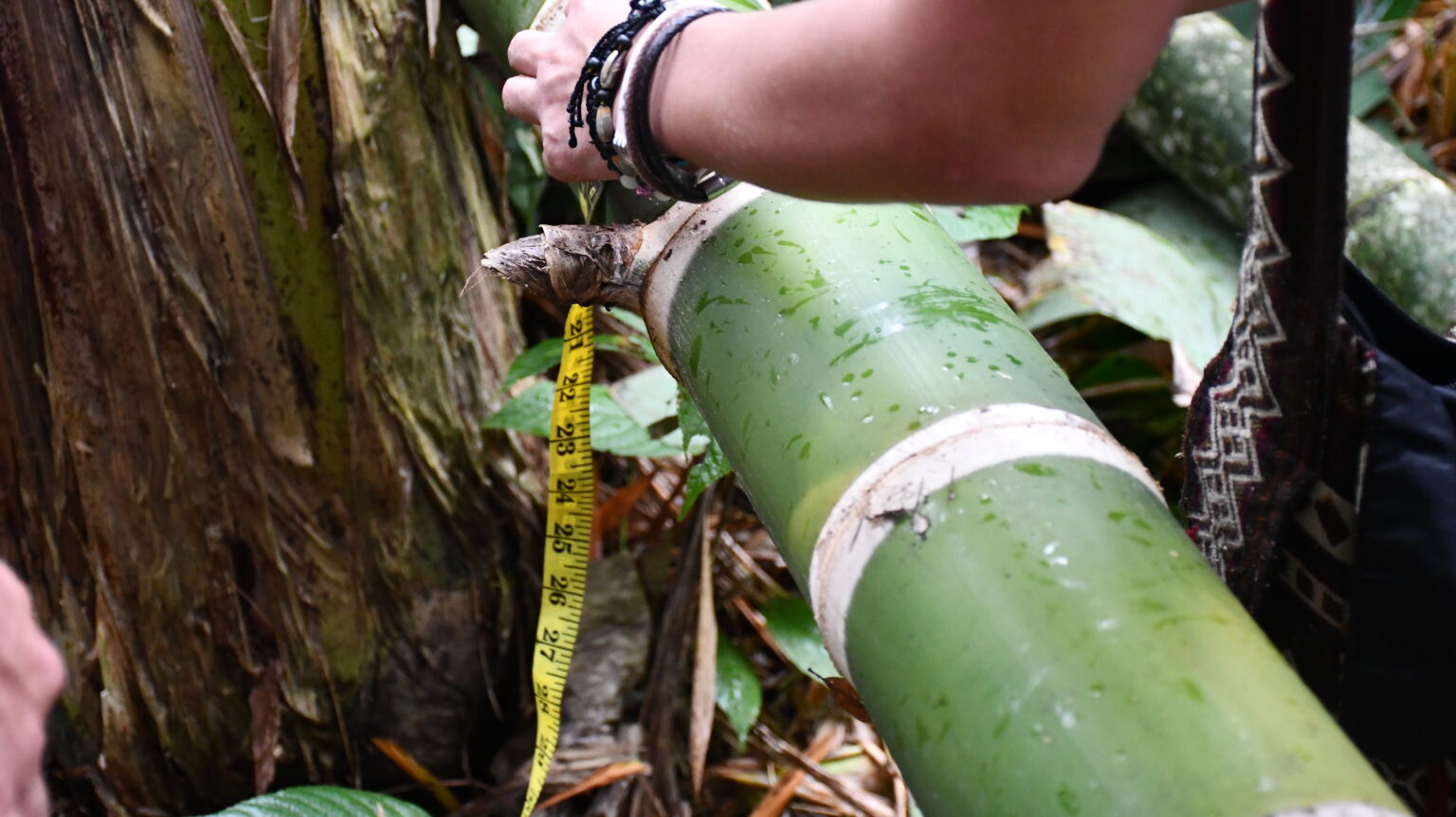 En el marco del Programa ARAUCLIMA el INBAR lanza nuevo proyecto para América Latina y el Caribe